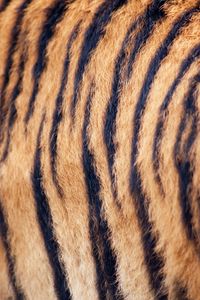 Preview wallpaper tiger, wool, stripes, texture