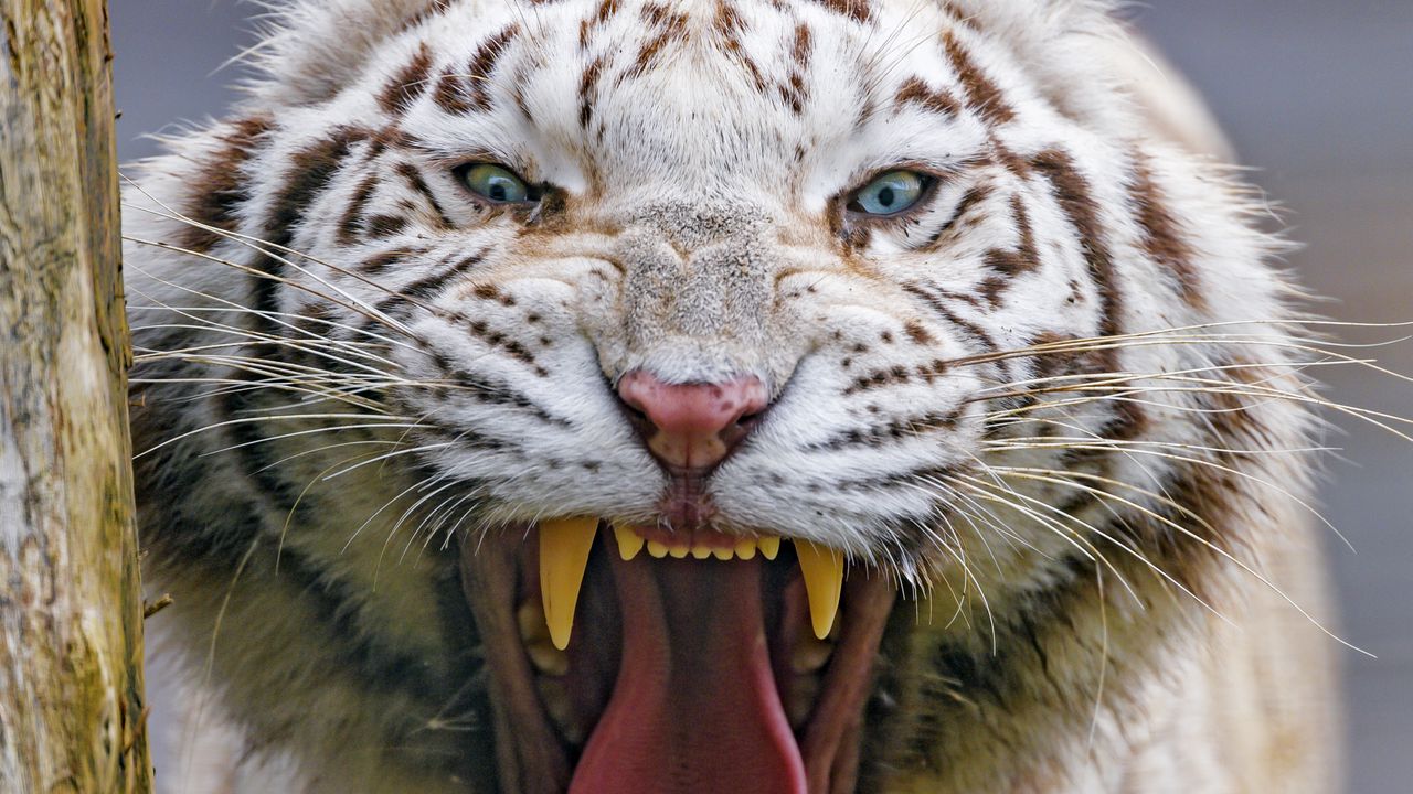 Wallpaper tiger, yawn, animal, predator, big cat