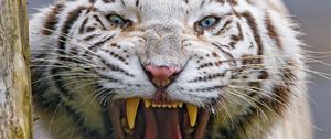 Preview wallpaper tiger, yawn, animal, predator, big cat