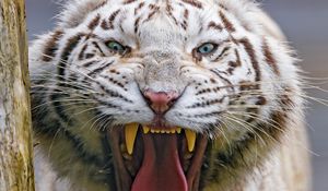 Preview wallpaper tiger, yawn, animal, predator, big cat