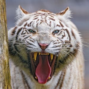 Preview wallpaper tiger, yawn, animal, predator, big cat