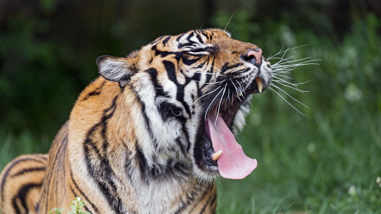 Wallpaper tiger, yawn, protruding tongue, big cat, predator