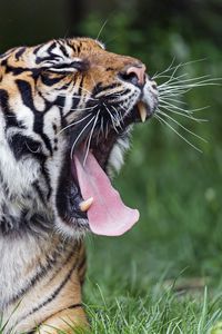 Preview wallpaper tiger, yawn, protruding tongue, big cat, predator