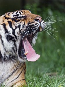 Preview wallpaper tiger, yawn, protruding tongue, big cat, predator