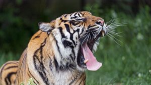 Preview wallpaper tiger, yawn, protruding tongue, big cat, predator