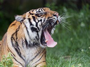 Preview wallpaper tiger, yawn, protruding tongue, big cat, predator
