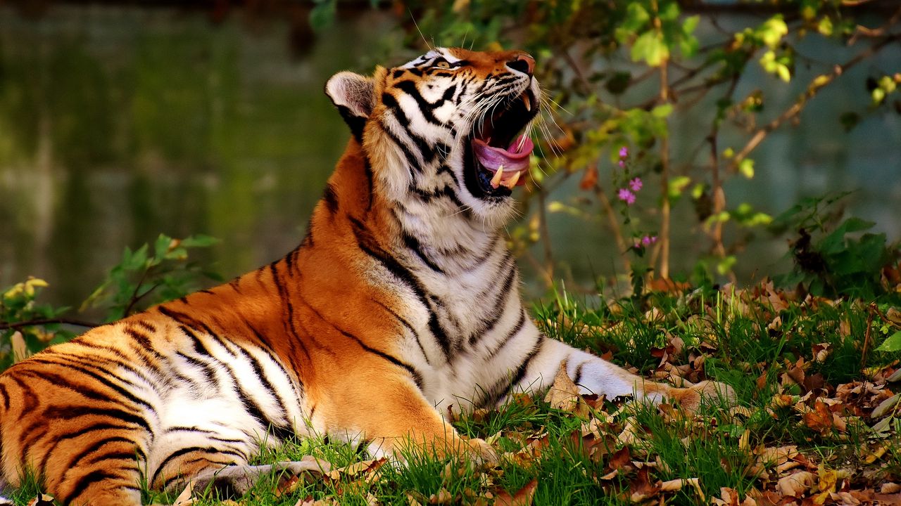 Wallpaper tiger, yawns, predator, big cat