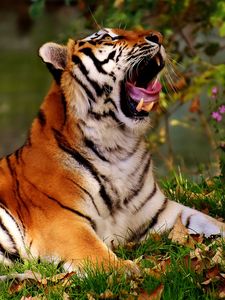 Preview wallpaper tiger, yawns, predator, big cat