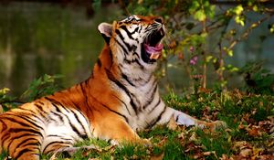 Preview wallpaper tiger, yawns, predator, big cat