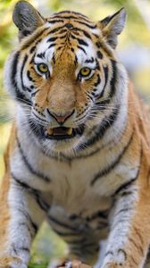 Preview wallpaper tigers, animal, big cat, muzzle