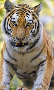 Preview wallpaper tigers, animal, big cat, muzzle