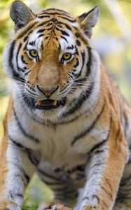 Preview wallpaper tigers, animal, big cat, muzzle