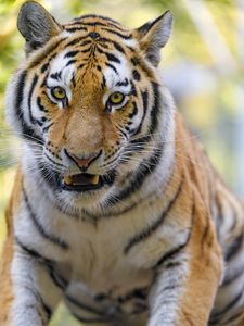 Preview wallpaper tigers, animal, big cat, muzzle