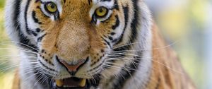 Preview wallpaper tigers, animal, big cat, muzzle