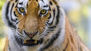 Preview wallpaper tigers, animal, big cat, muzzle