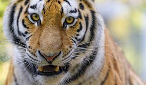 Preview wallpaper tigers, animal, big cat, muzzle