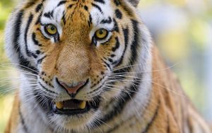 Preview wallpaper tigers, animal, big cat, muzzle