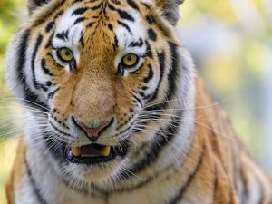 Preview wallpaper tigers, animal, big cat, muzzle