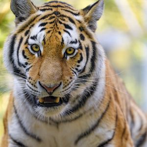 Preview wallpaper tigers, animal, big cat, muzzle