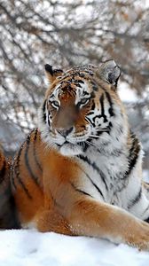 Preview wallpaper tigers, big cats, snow, snowfall, three