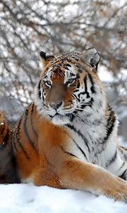 Preview wallpaper tigers, big cats, snow, snowfall, three