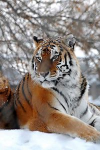 Preview wallpaper tigers, big cats, snow, snowfall, three