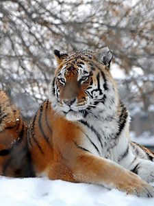 Preview wallpaper tigers, big cats, snow, snowfall, three