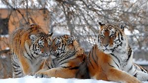 Preview wallpaper tigers, big cats, snow, snowfall, three