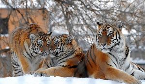 Preview wallpaper tigers, big cats, snow, snowfall, three