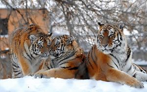Preview wallpaper tigers, big cats, snow, snowfall, three