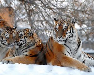 Preview wallpaper tigers, big cats, snow, snowfall, three