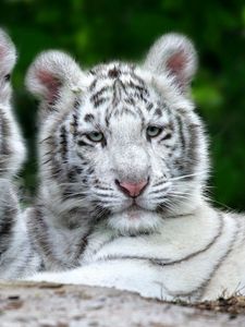 Preview wallpaper tigers, couple, albino, striped, predator, lie