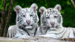 Preview wallpaper tigers, couple, albino, striped, predator, lie