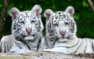 Preview wallpaper tigers, couple, albino, striped, predator, lie