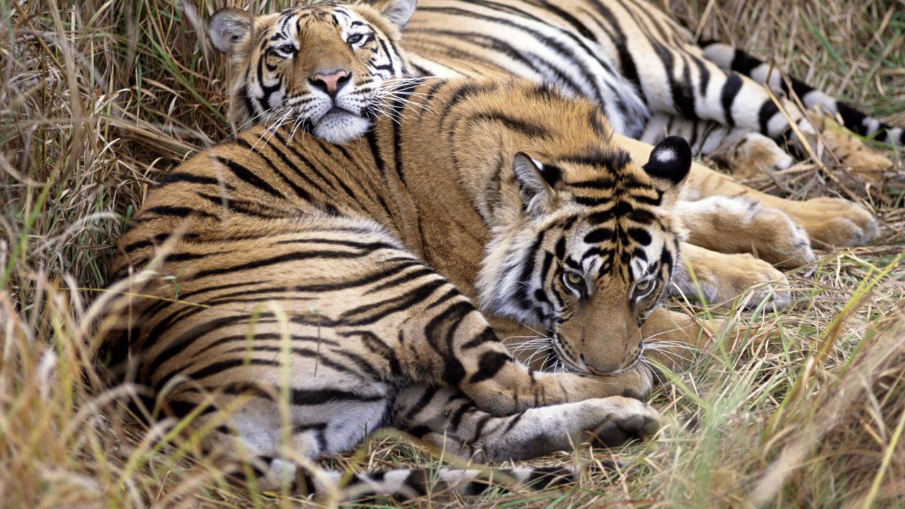 Wallpaper tigers, couple, caring, lying, grass