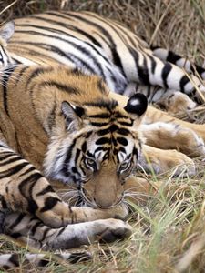 Preview wallpaper tigers, couple, caring, lying, grass