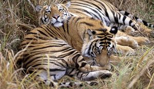 Preview wallpaper tigers, couple, caring, lying, grass