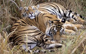 Preview wallpaper tigers, couple, caring, lying, grass