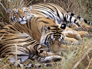 Preview wallpaper tigers, couple, caring, lying, grass