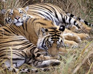 Preview wallpaper tigers, couple, caring, lying, grass