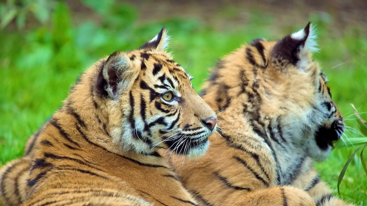 Wallpaper tigers, couple, cubs, lie