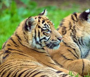 Preview wallpaper tigers, couple, cubs, lie