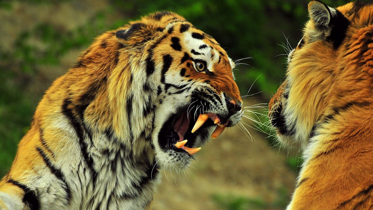 Wallpaper tigers, couple, fight, battle, teeth, anger