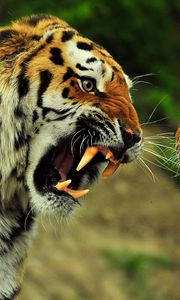 Preview wallpaper tigers, couple, fight, battle, teeth, anger