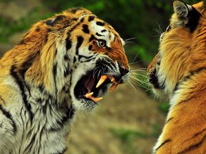 Preview wallpaper tigers, couple, fight, battle, teeth, anger