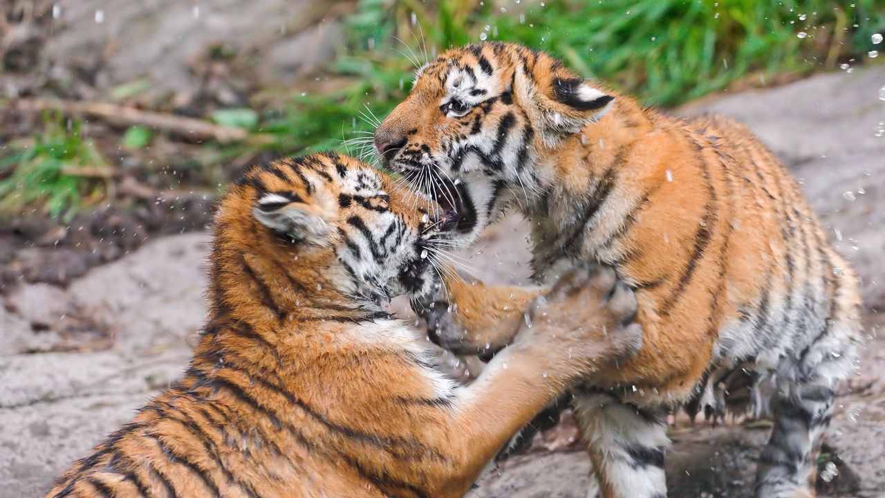 Wallpaper tigers, couple, fight