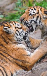 Preview wallpaper tigers, couple, fight