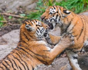 Preview wallpaper tigers, couple, fight