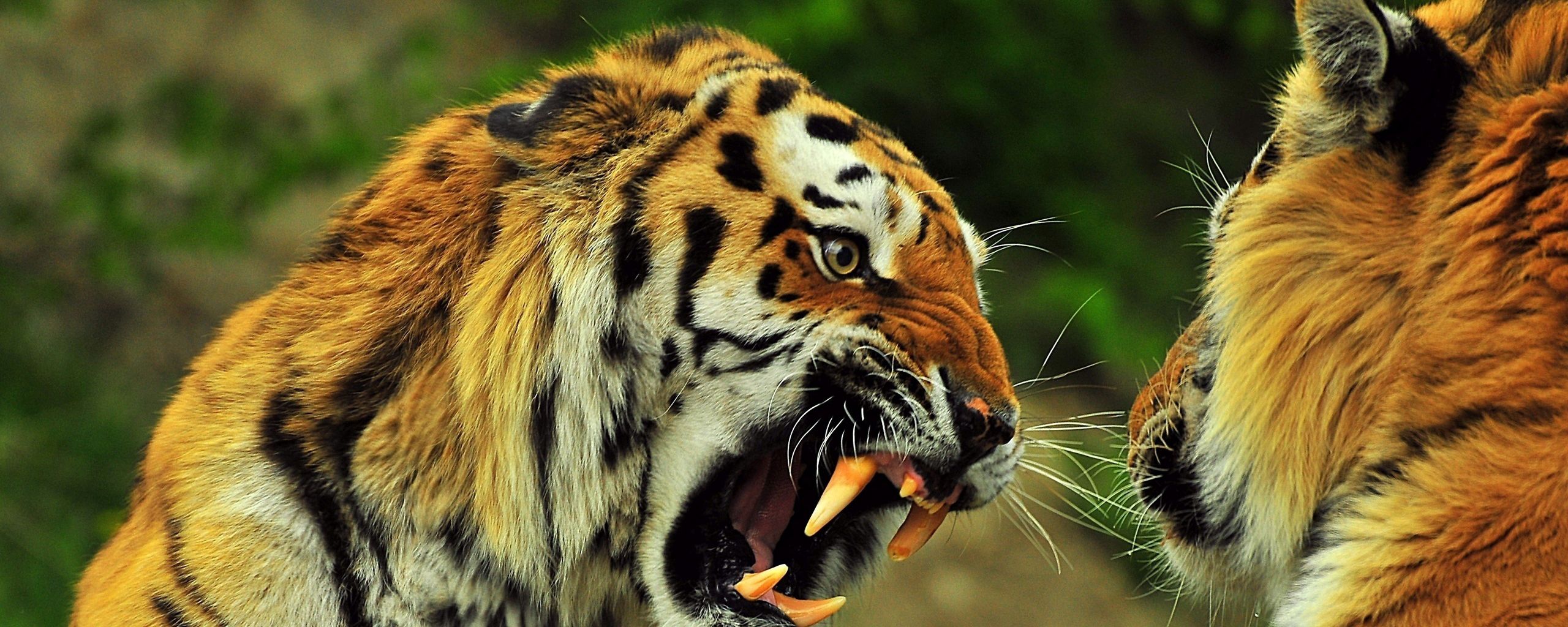 2560x1024 Wallpaper tigers, couple, fight, battle, teeth, anger