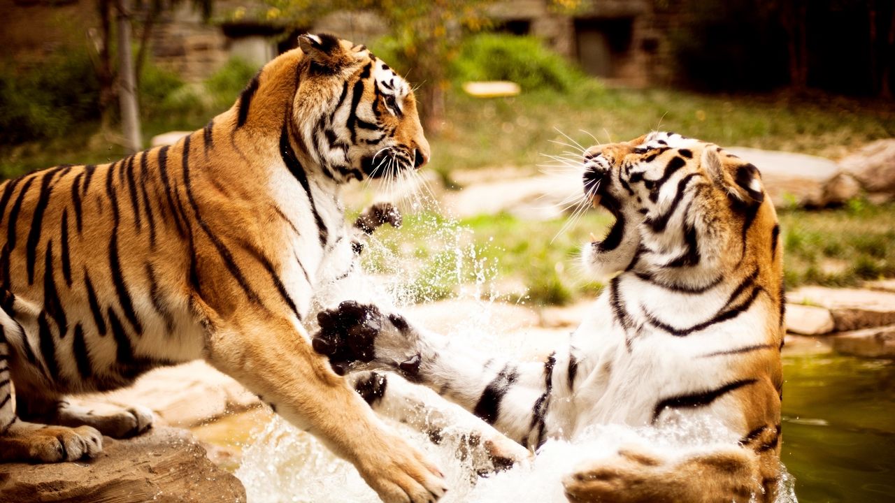 Wallpaper tigers, couple, fighting, water, aggression, predator